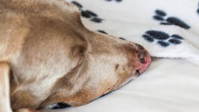 cremas solares para perros y gatos de pelo corto prevenir quemaduras