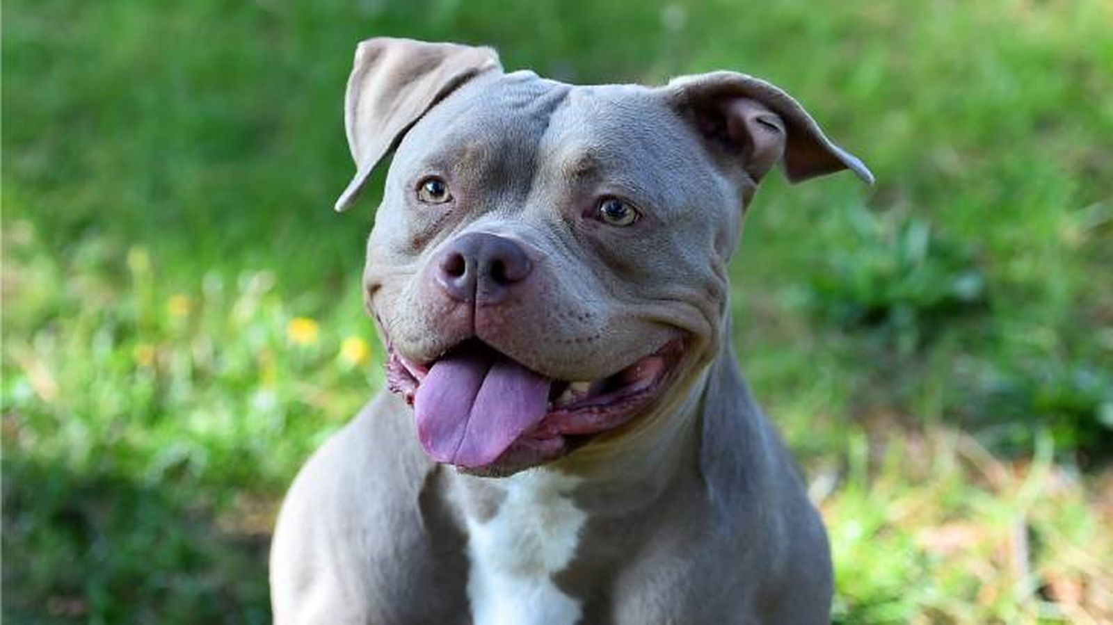 pitbull tipos