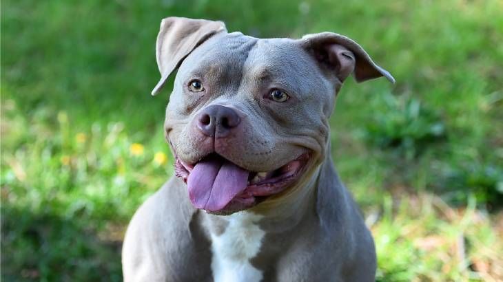 pitbull tipos