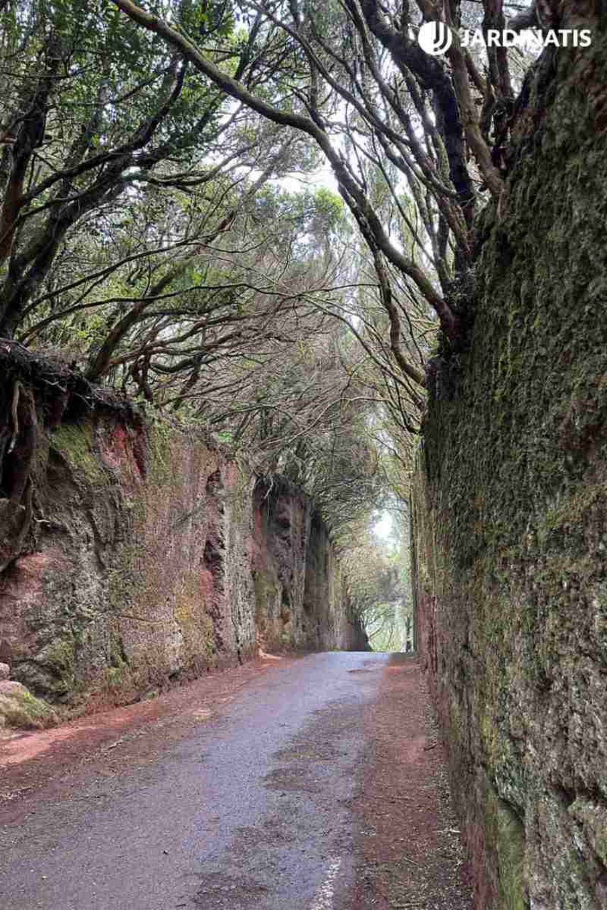 Túnel de las Hadas (Tenerife)