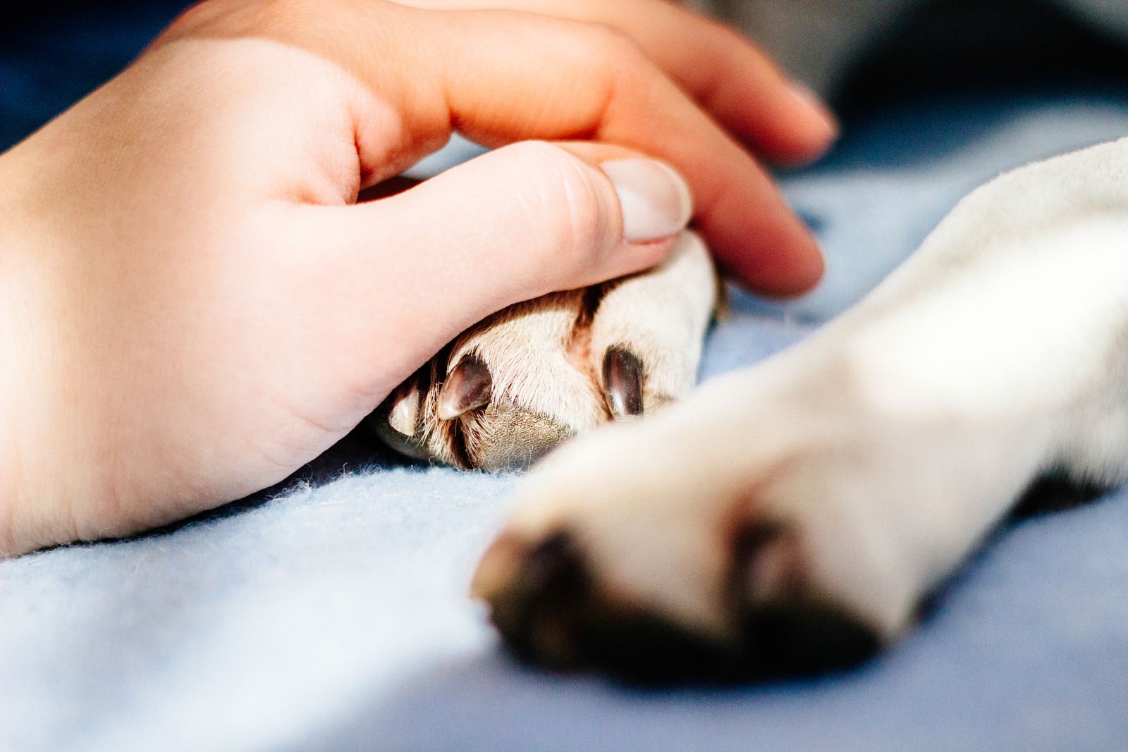 rehabilitacion en perros