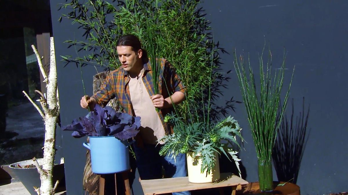 decogarden 0648 jardineria composicion cola caballo col lombarda xl