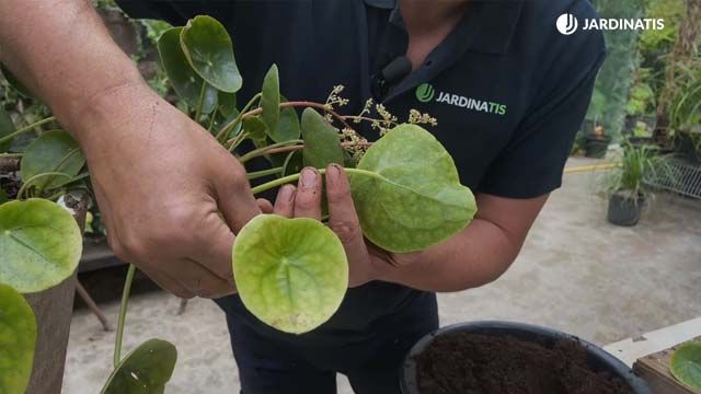 hojas amarillas envejecidas de la pilea peperomioides jardinatis