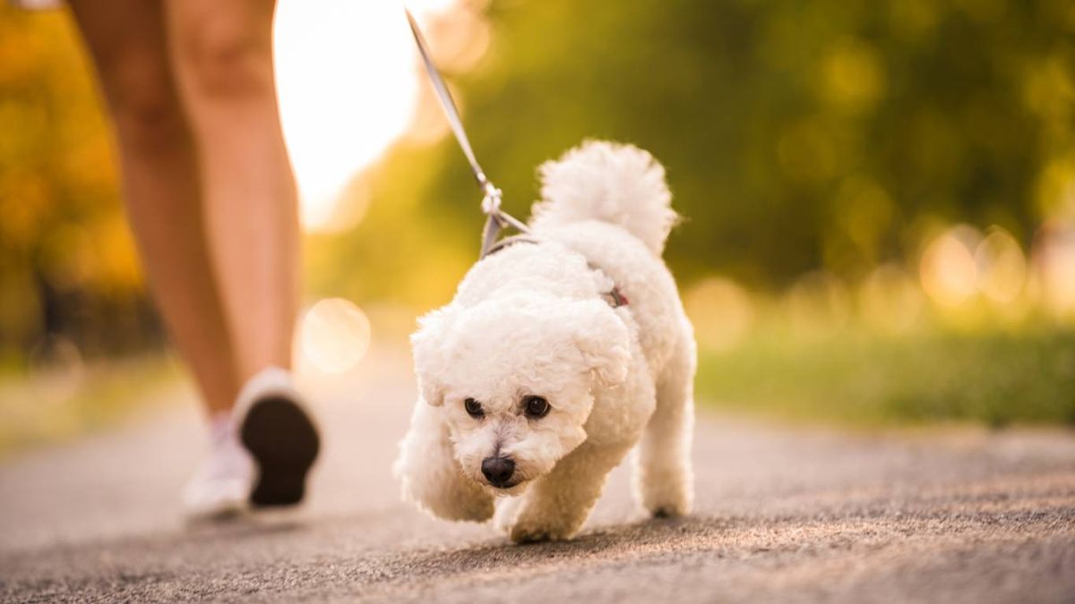 Un cachorro puede salir a la calle cuando haya completado su calendario.