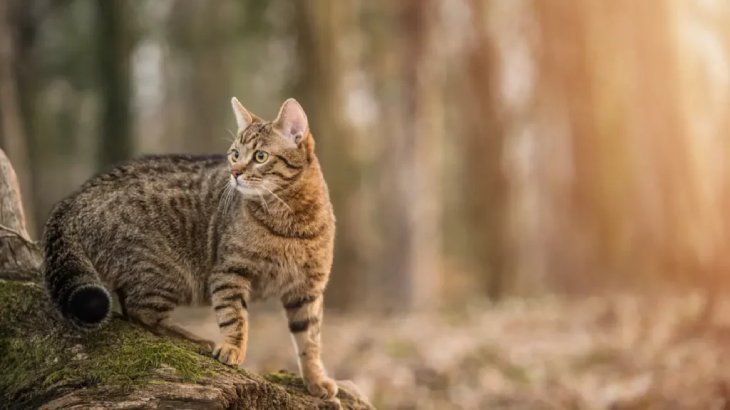 origen del gato 1