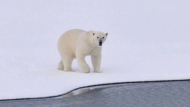oso polar 6