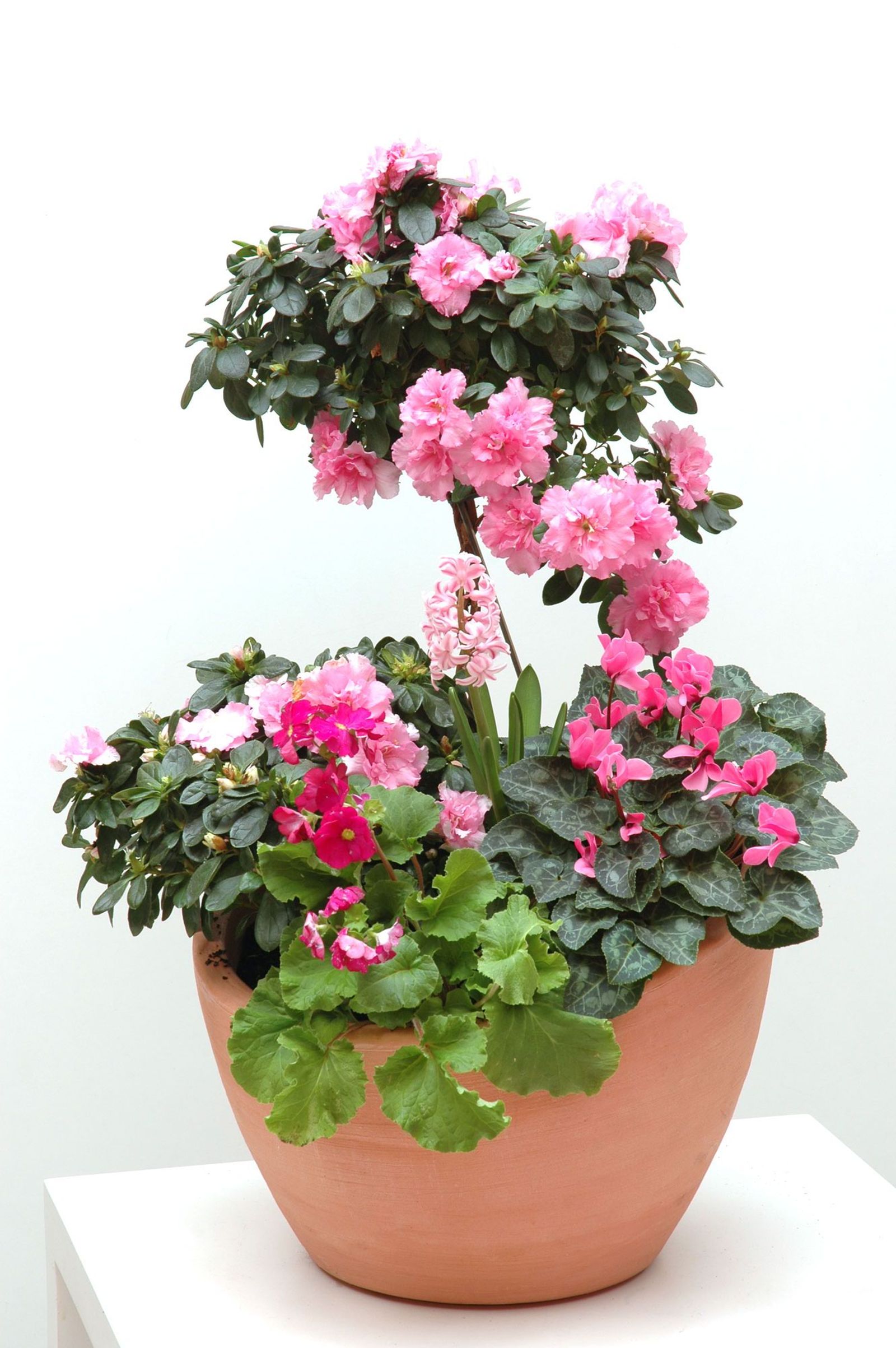 Composición con azalea rosa