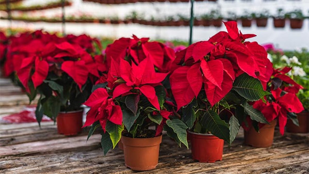 flor de pascua noviembre