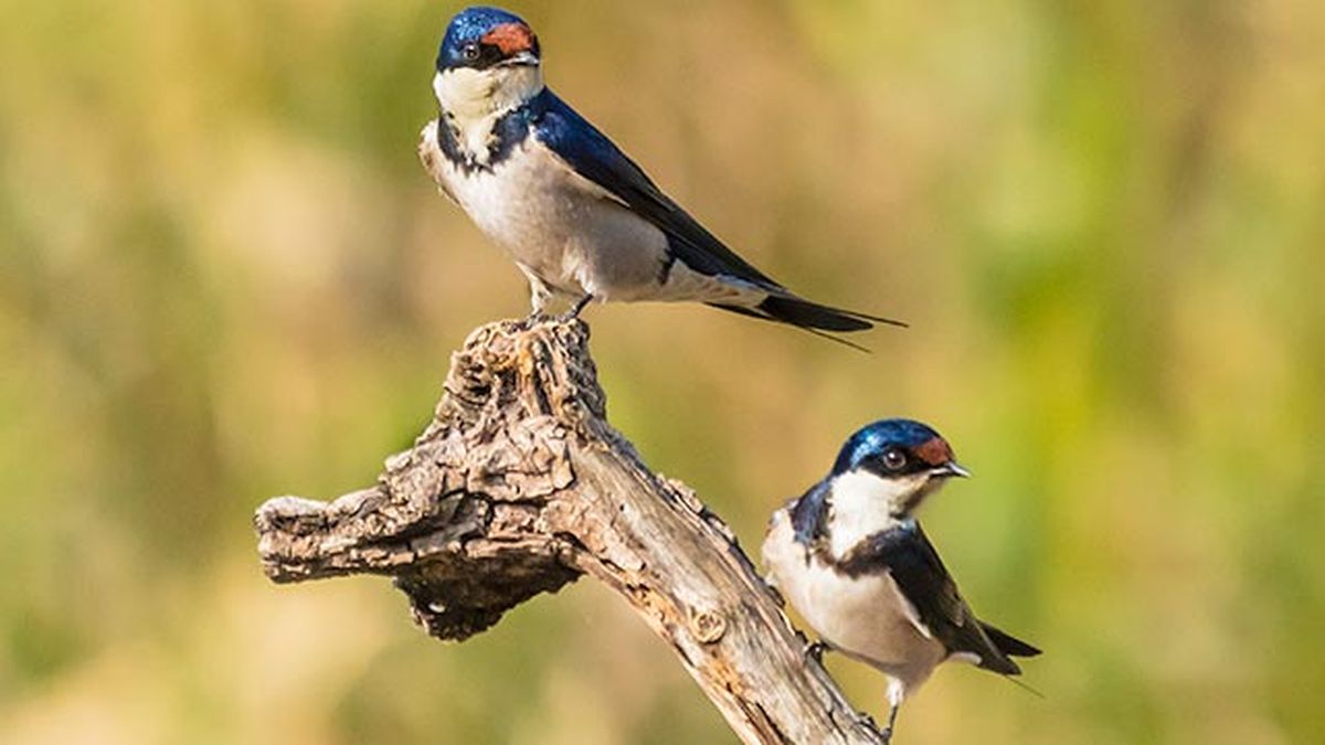 golondrina pareja rama