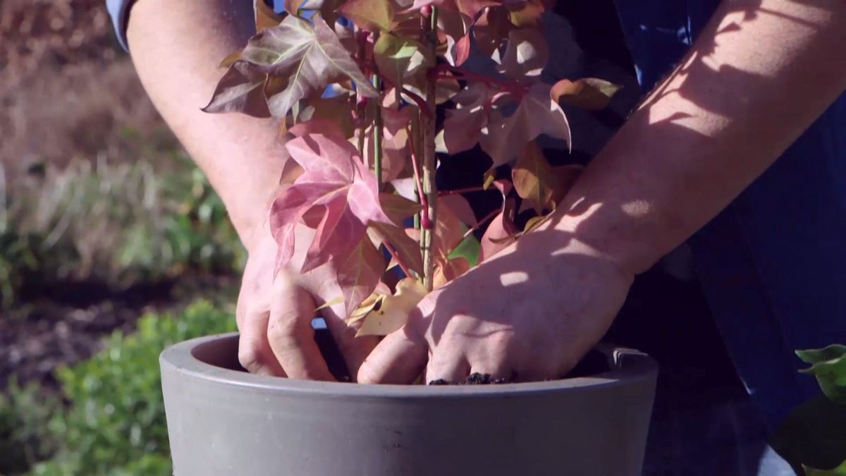 brico 940 3 fatsedera cuidados