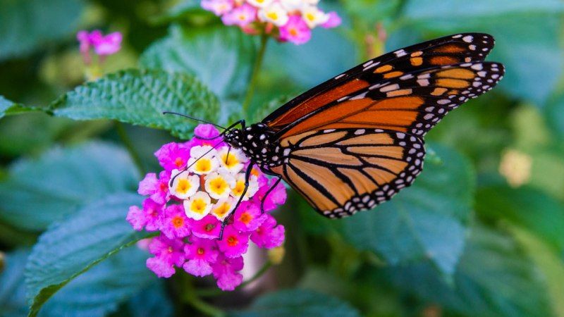 Lantana camara.