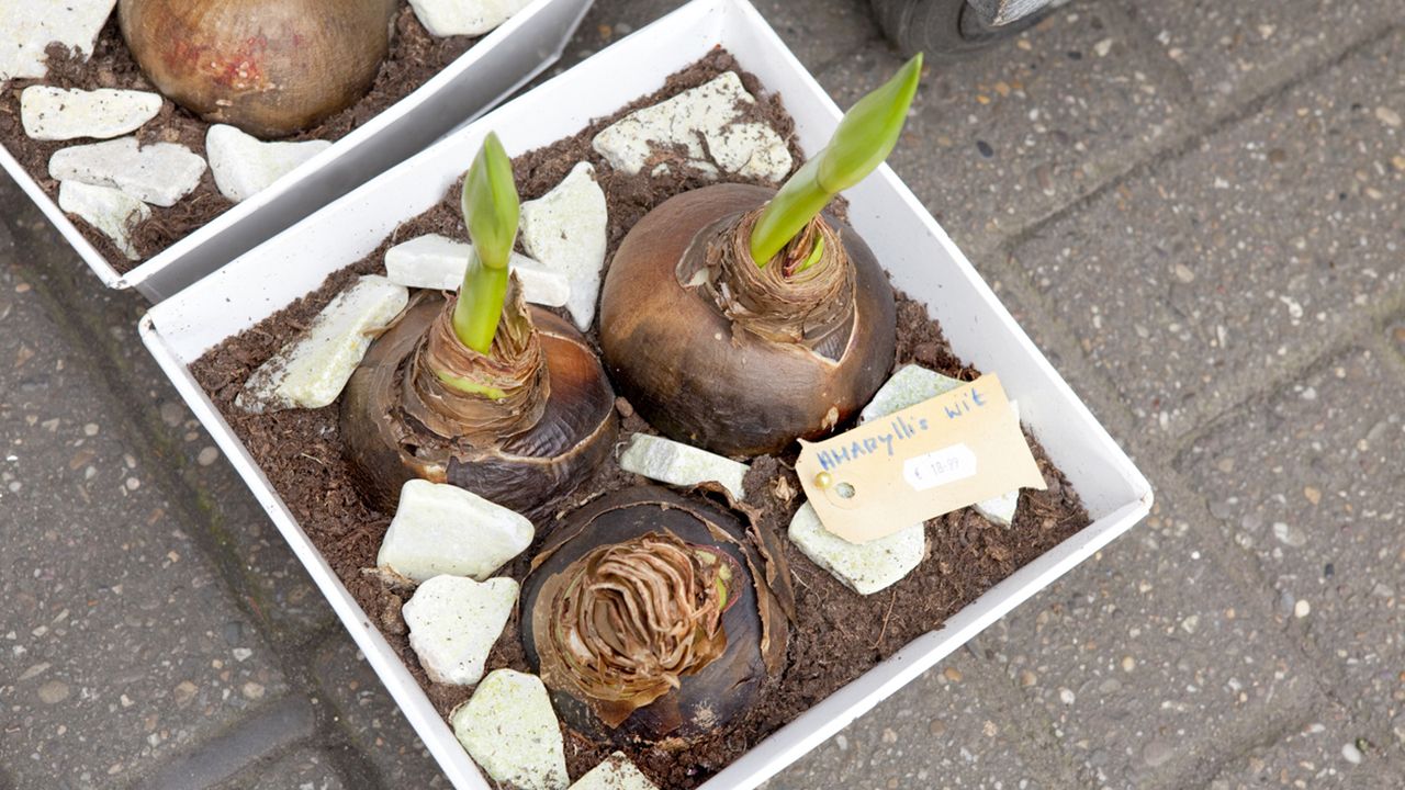 bulbos de Amarilis