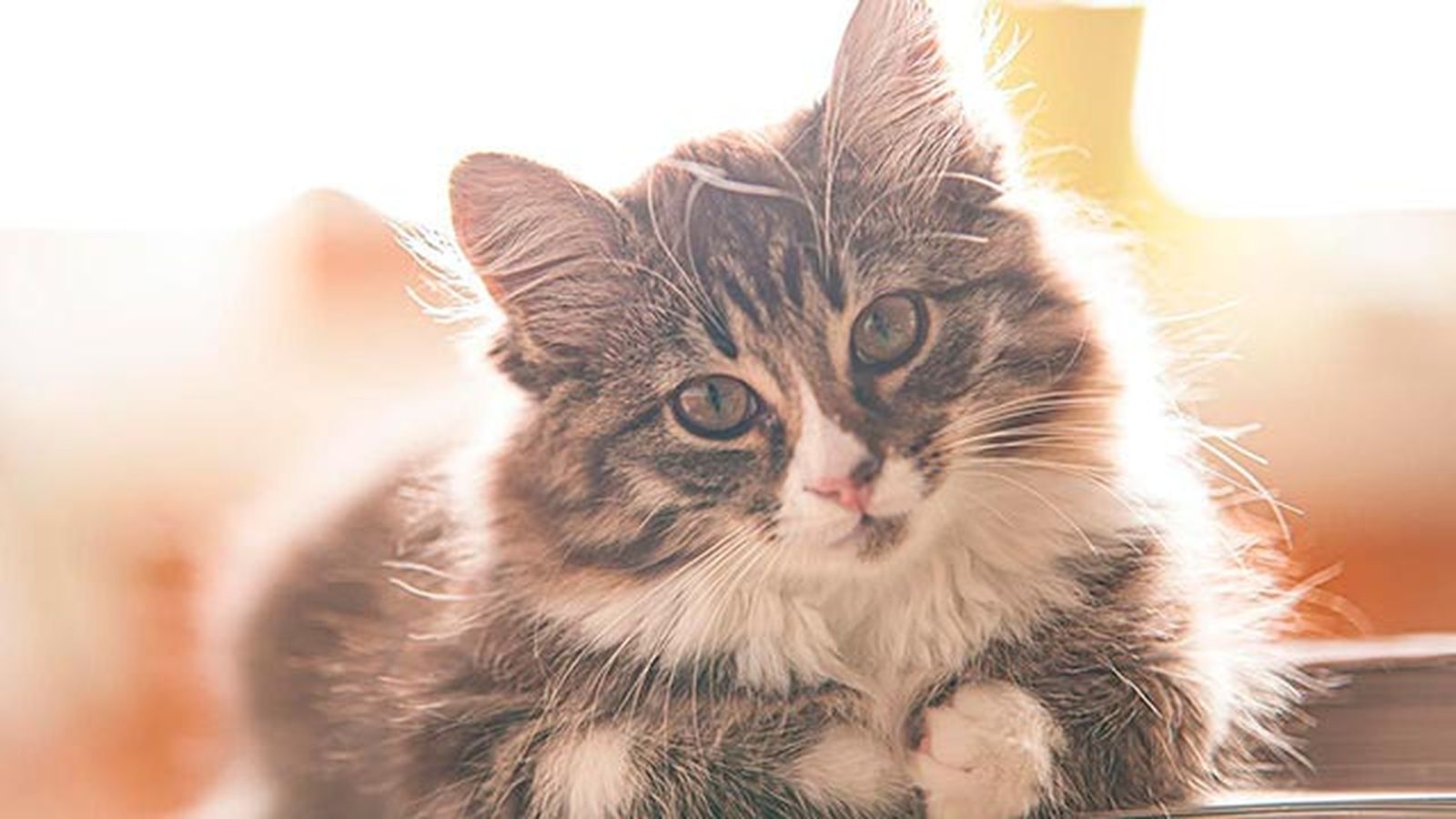 gatos mimosos 4