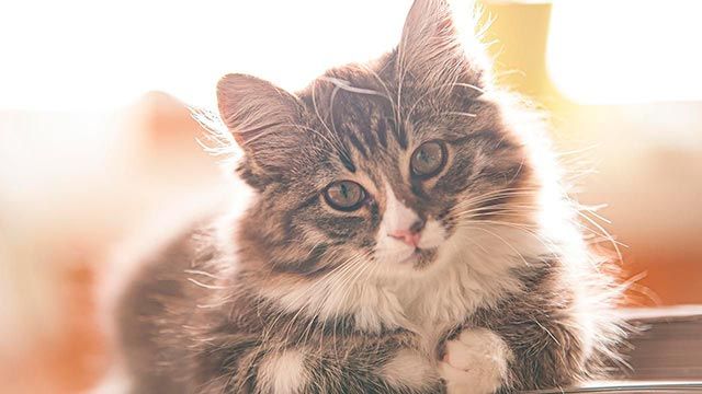 gatos mimosos 4