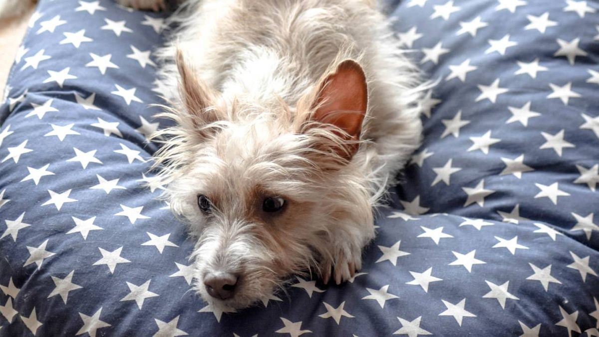 podenco portugues xl