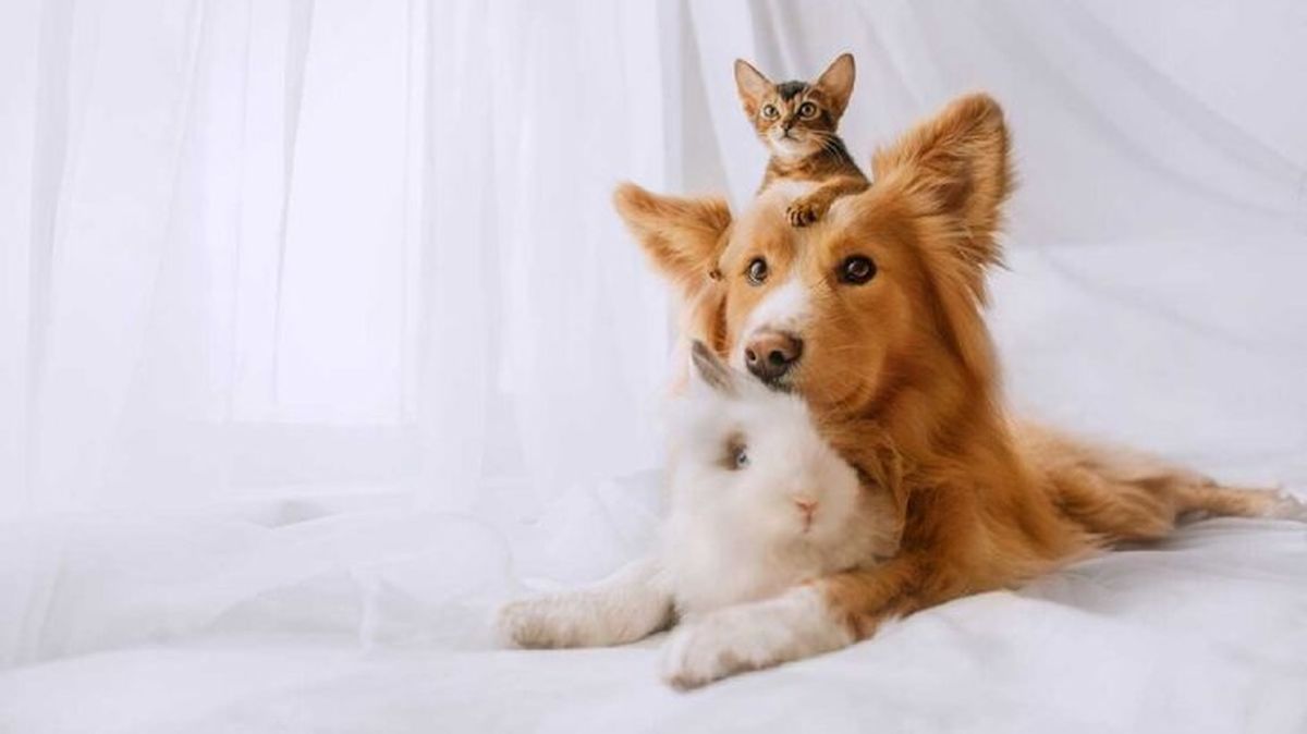 dni de las mascotas 1