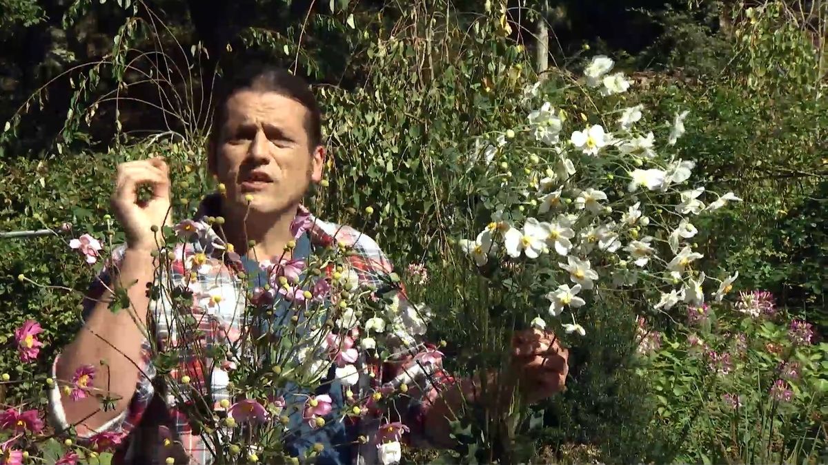 deko 0707 jardineria anemona japonica variedad blanca