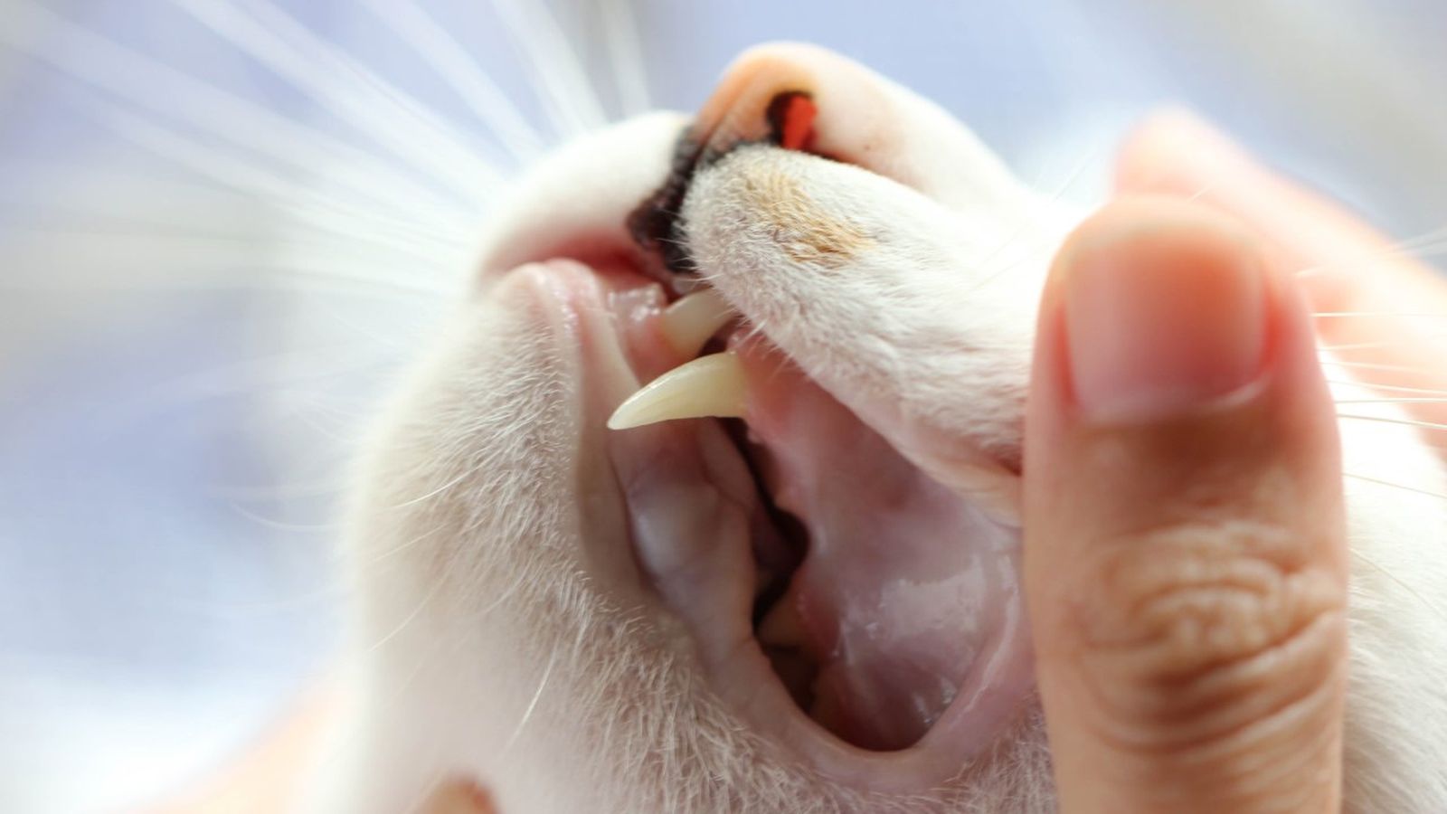 salud dental de un gato