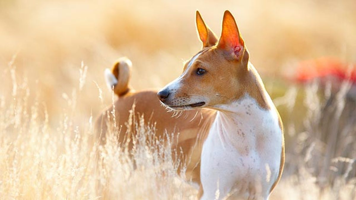 basenji en el campo
