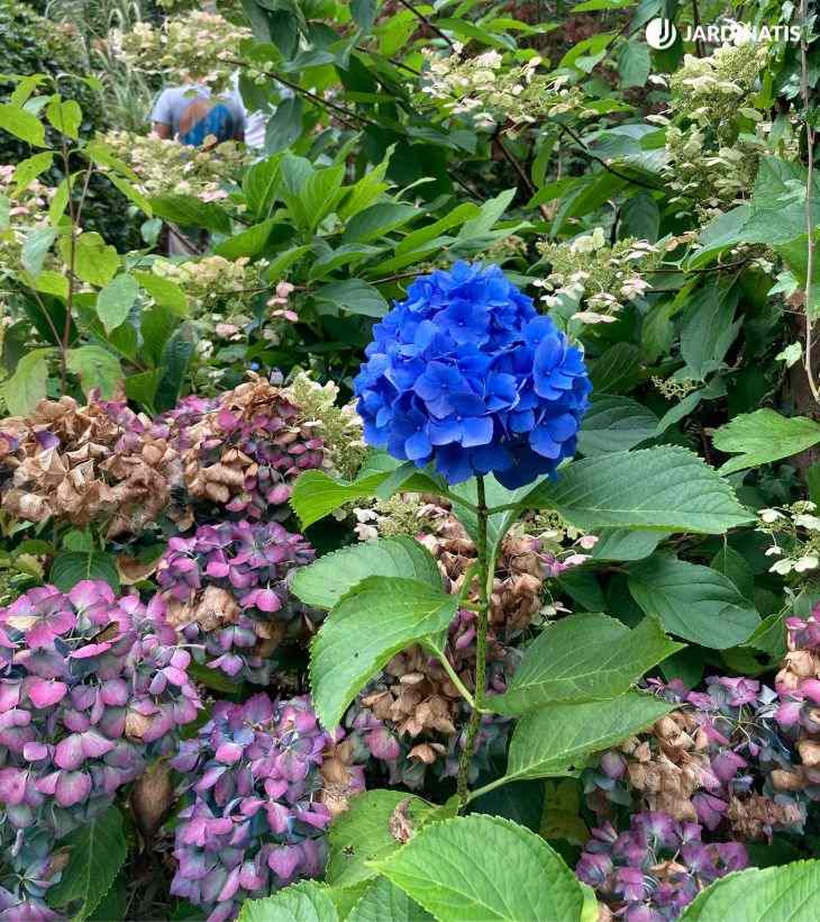 hydrangea macrophylla azul en lur garden