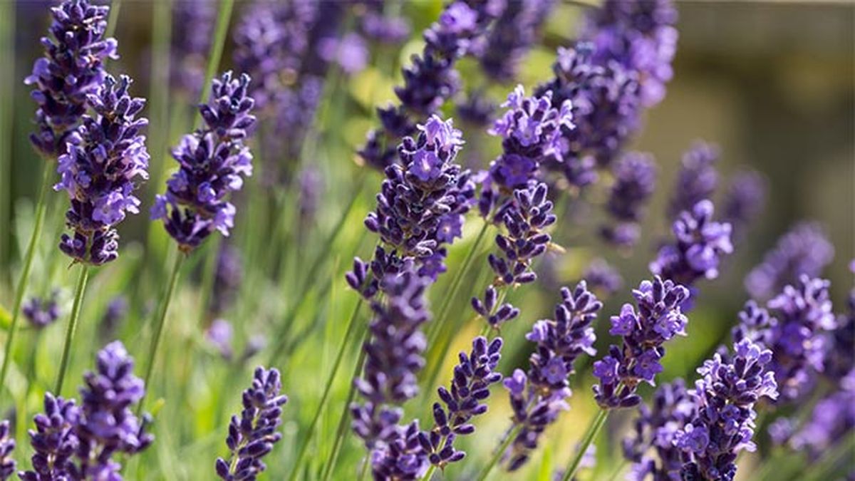 cultivo lavanda