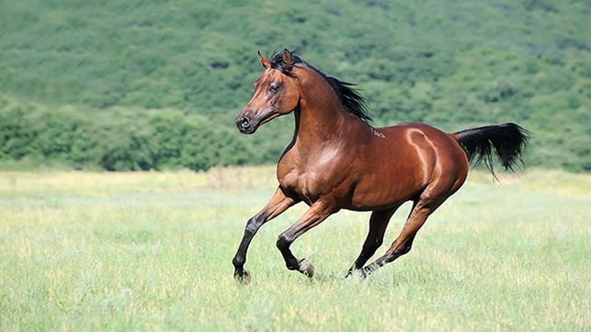 Caballo de Pura Raza Hispano-Árabe