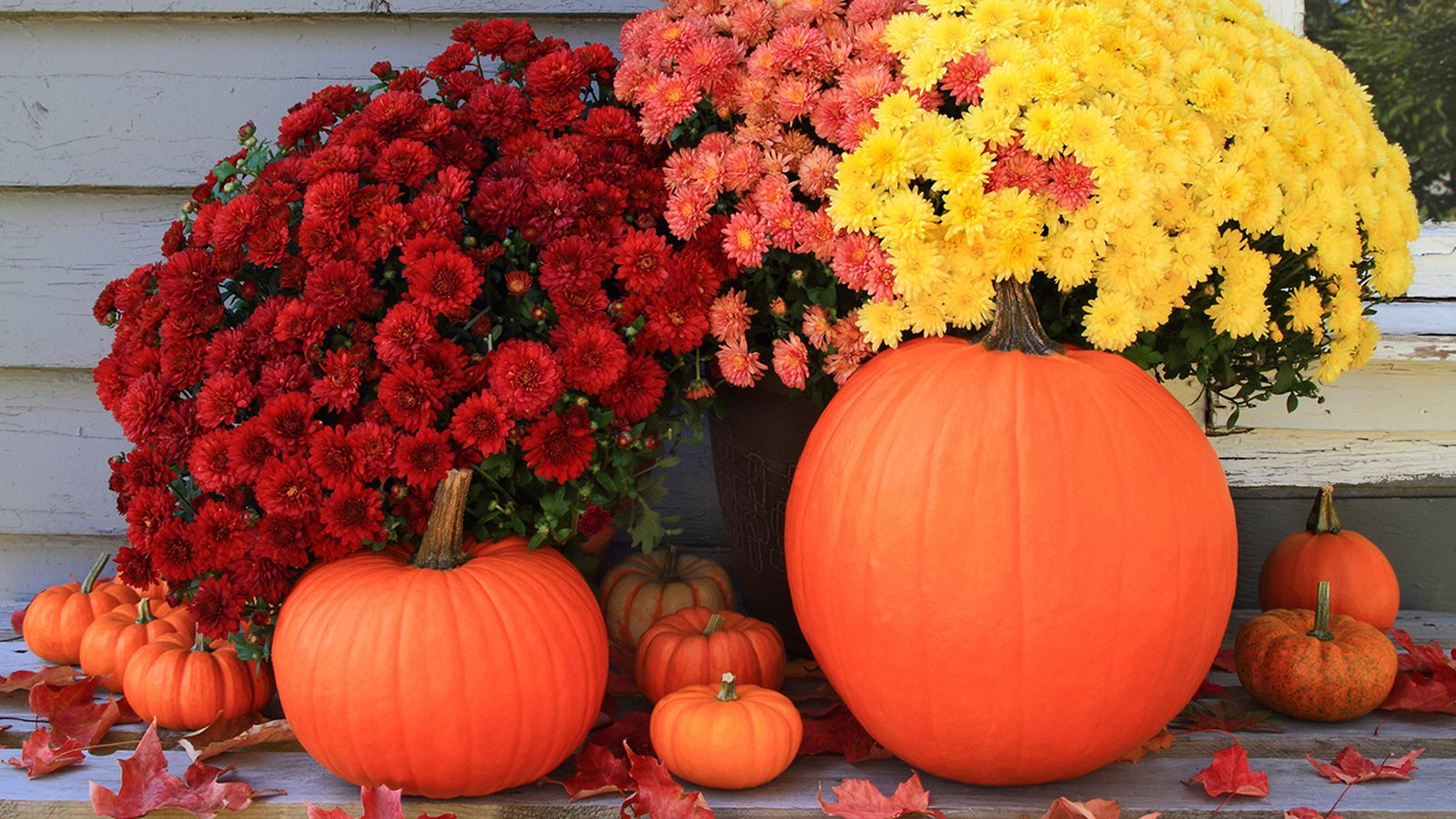 decoracion crisantemos calabazas halloween xl