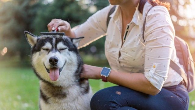 husky siberiano 1
