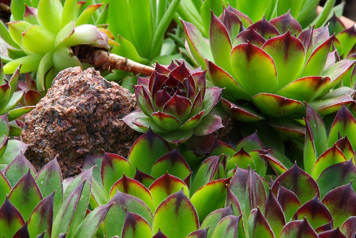 Siemprevivas Sempervivum