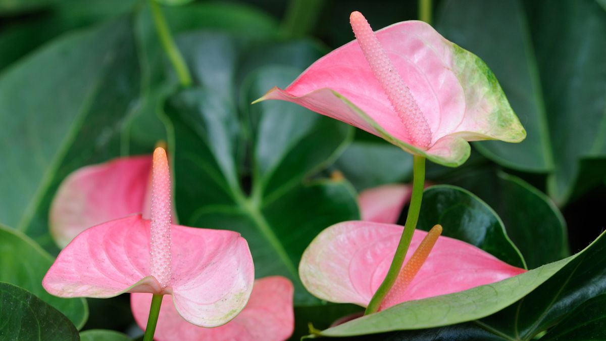 caracteristica anturio rosa