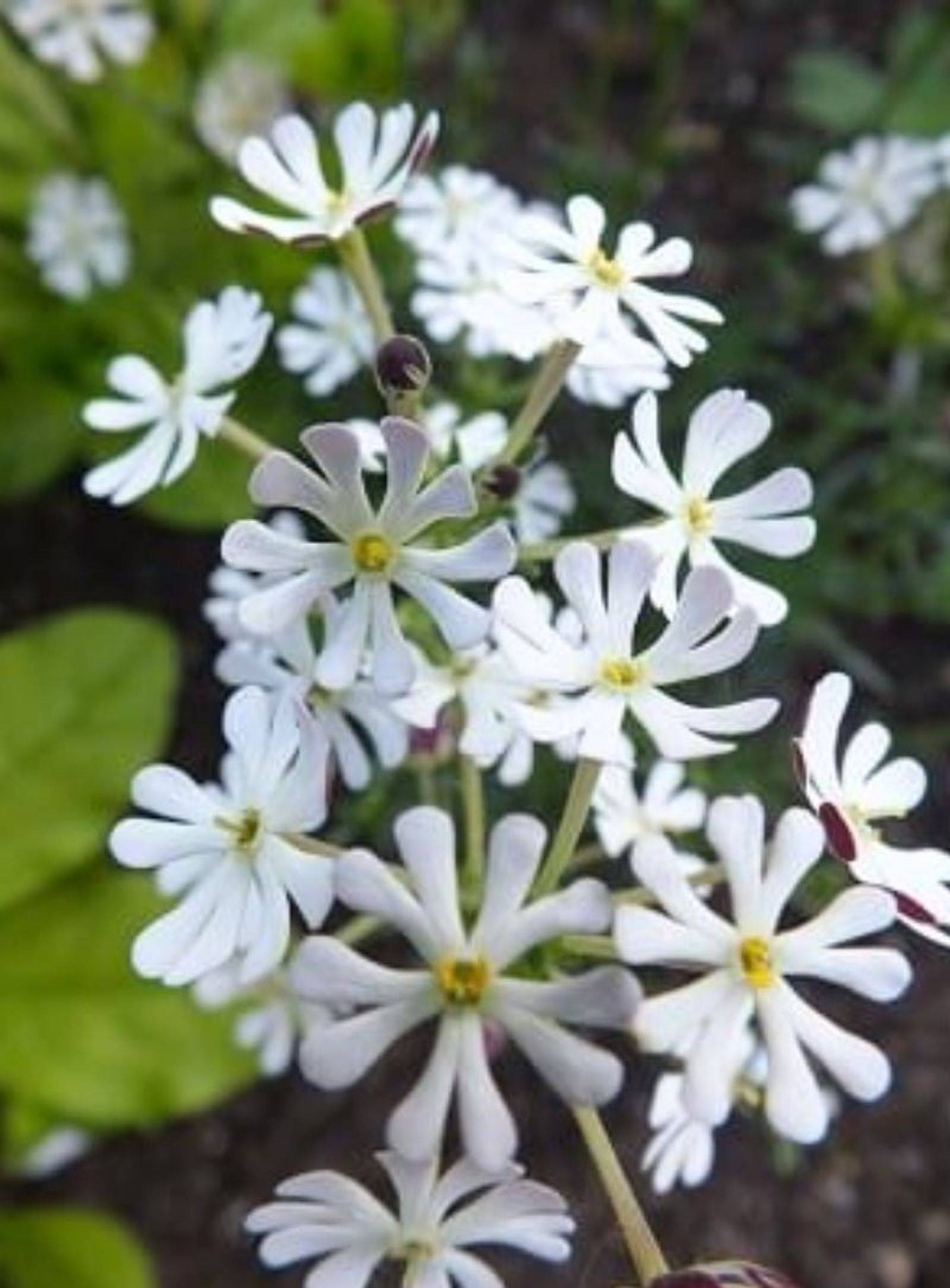Zaluzianskya capensis