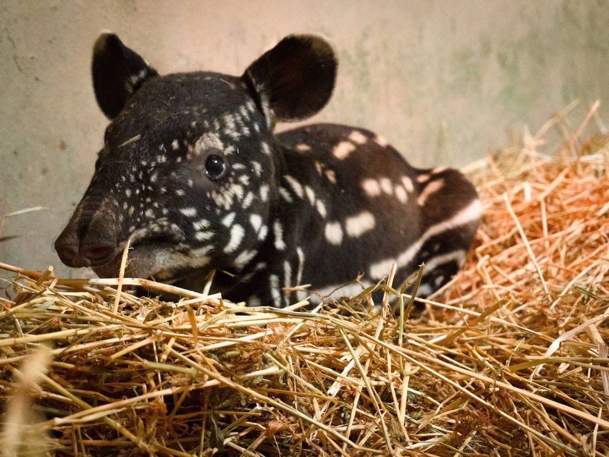 El tapir malayo es el más grande de las cinco especies de tapires.
