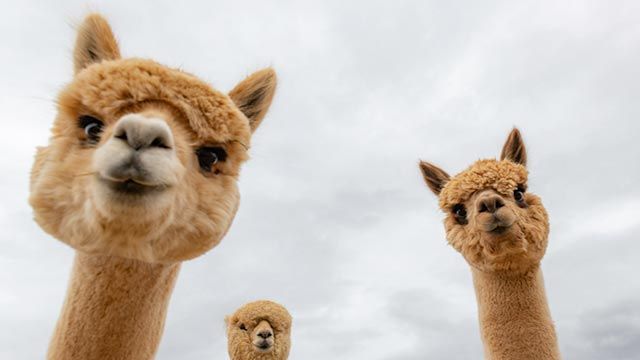 alpaca