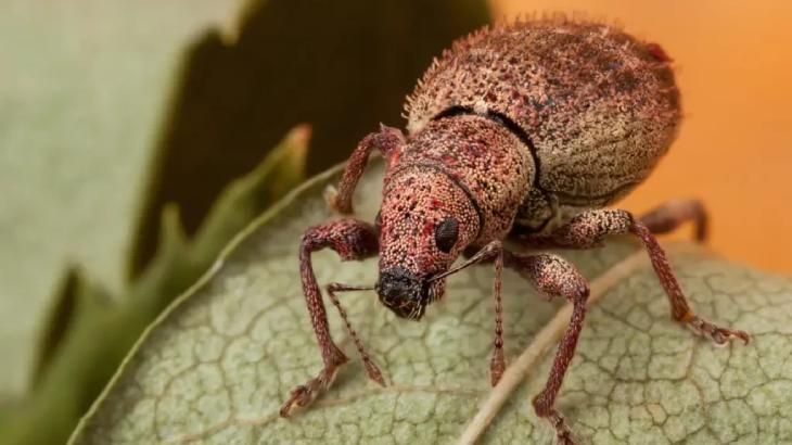 animales que empiezan por w weta