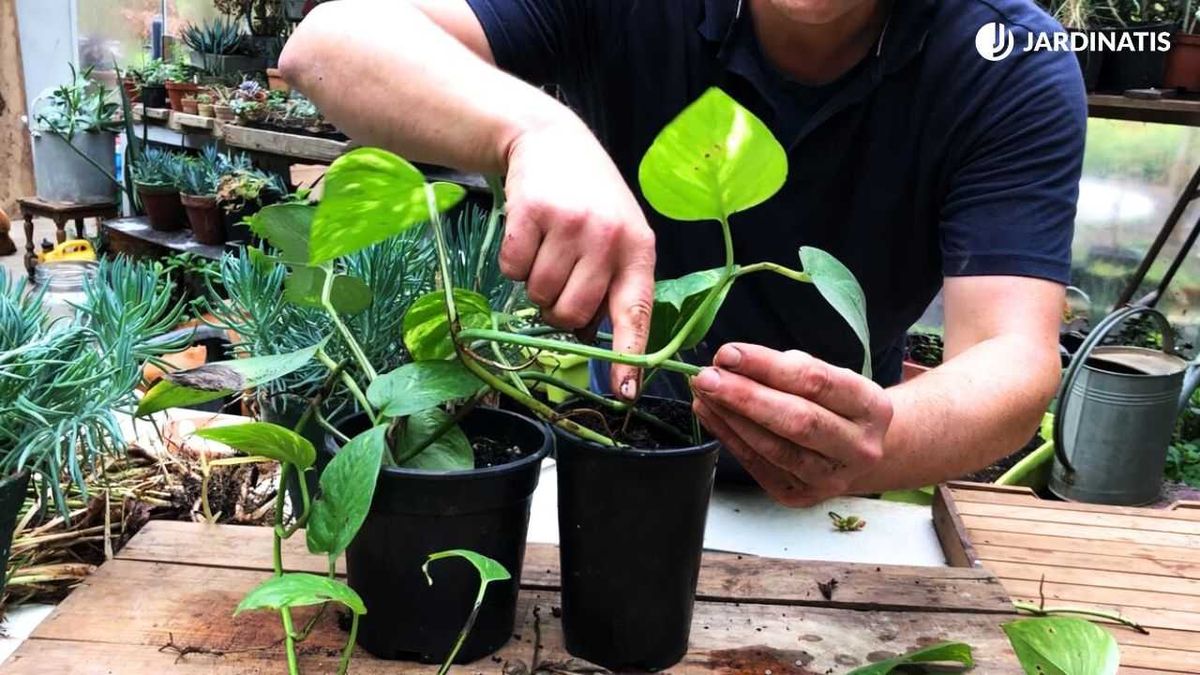 Acodar un planta de poto en casa
