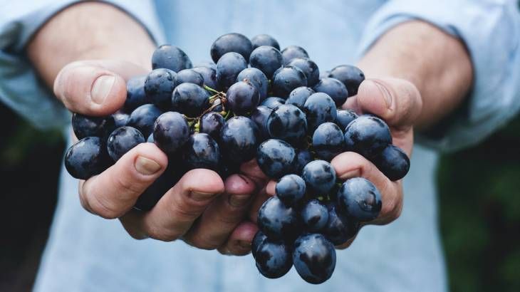 los gatos pueden comer uvas 7