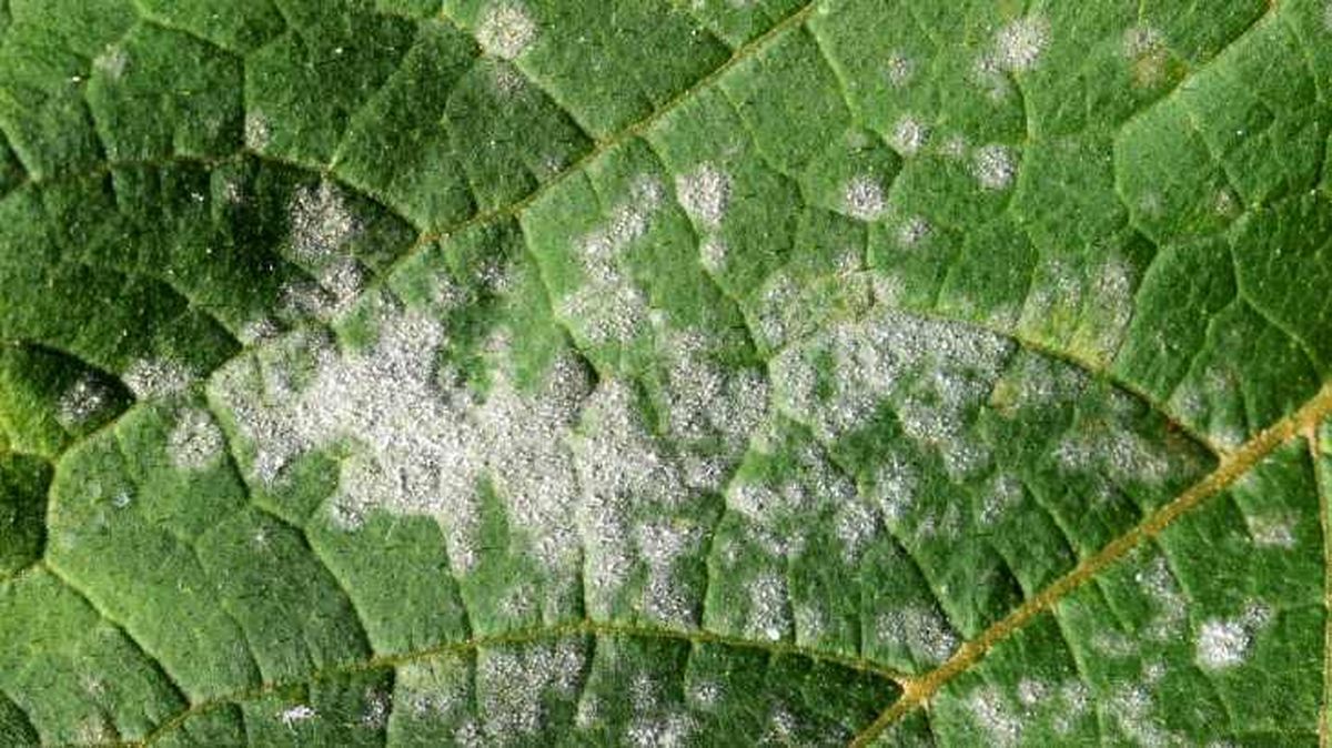 mildiu en hoja