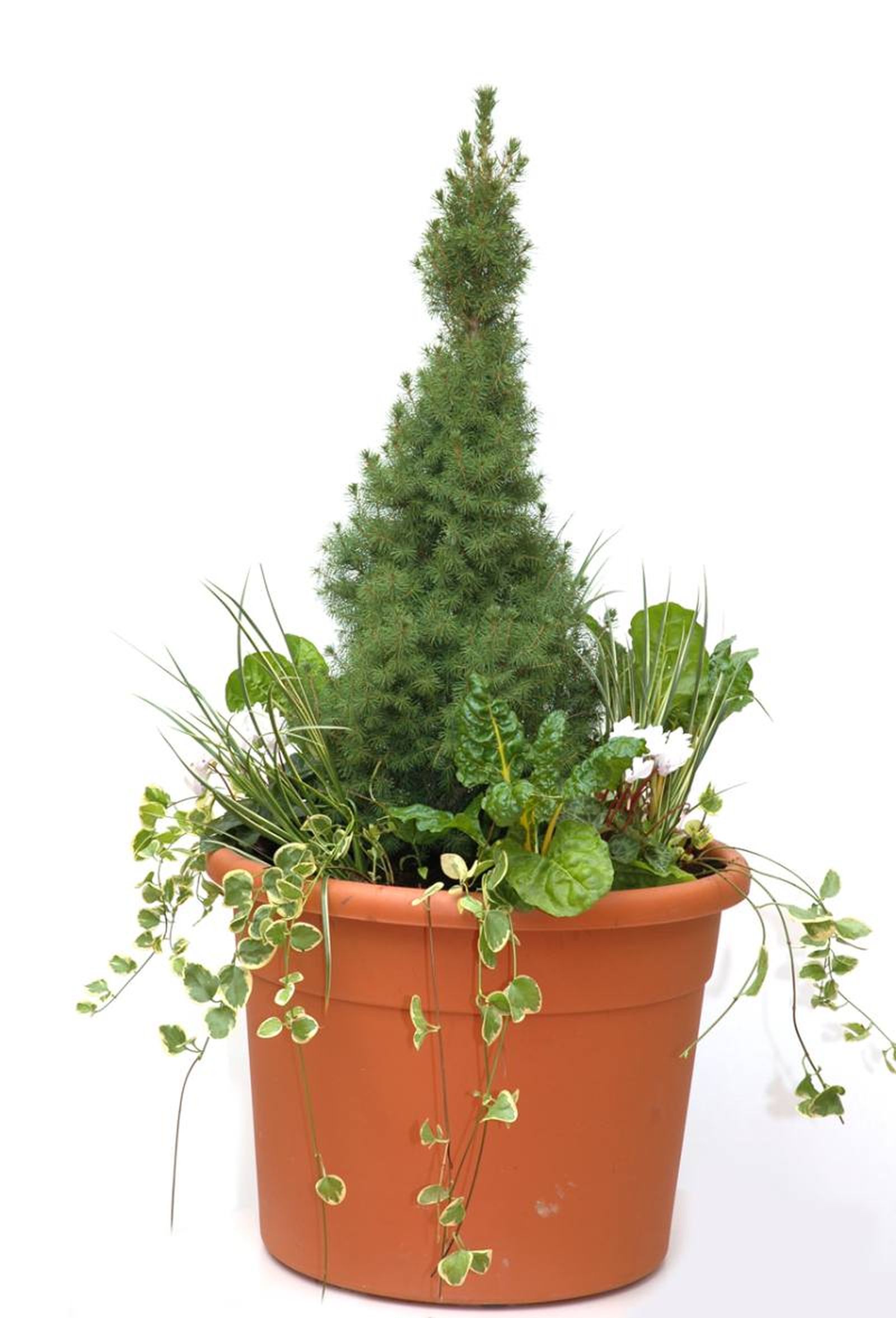 Composición con abeto cónico