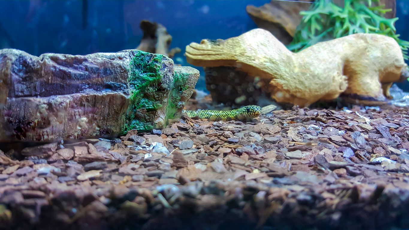terrario serpiente