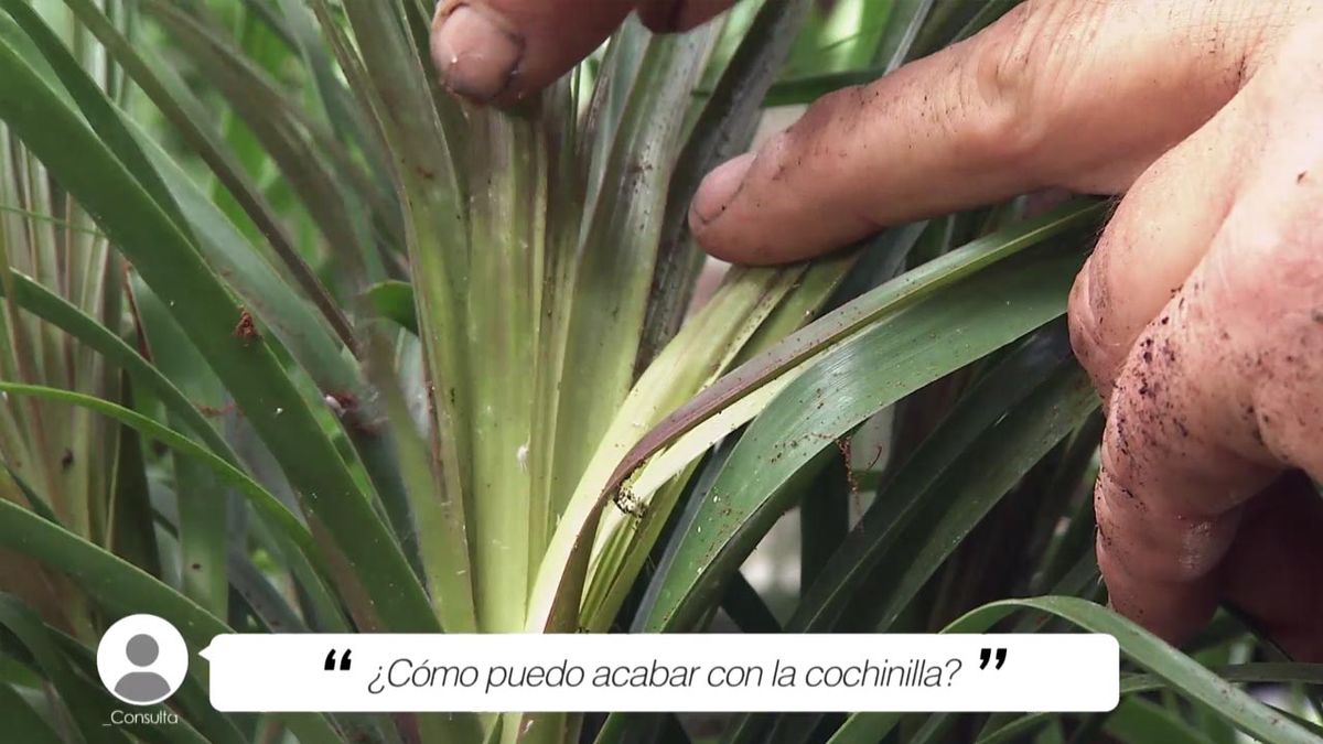 brico 1035 jardin como acabar con la cochinilla