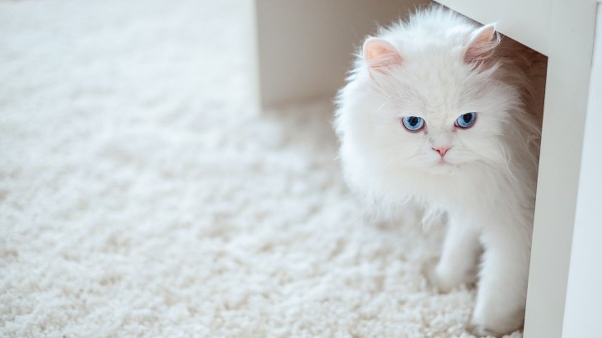 razas de gatos blancos 4