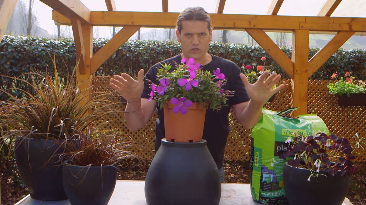 brico 0909 3 jardineria tibouchina gross baby cuidados