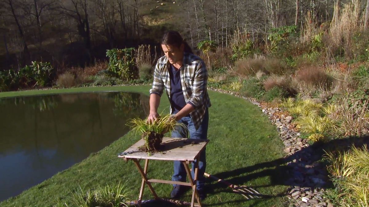 Decogarden 0642 acorus gramineus reproduccion