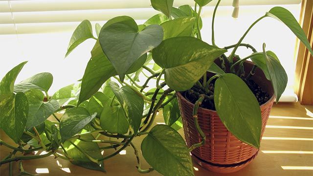 poto01