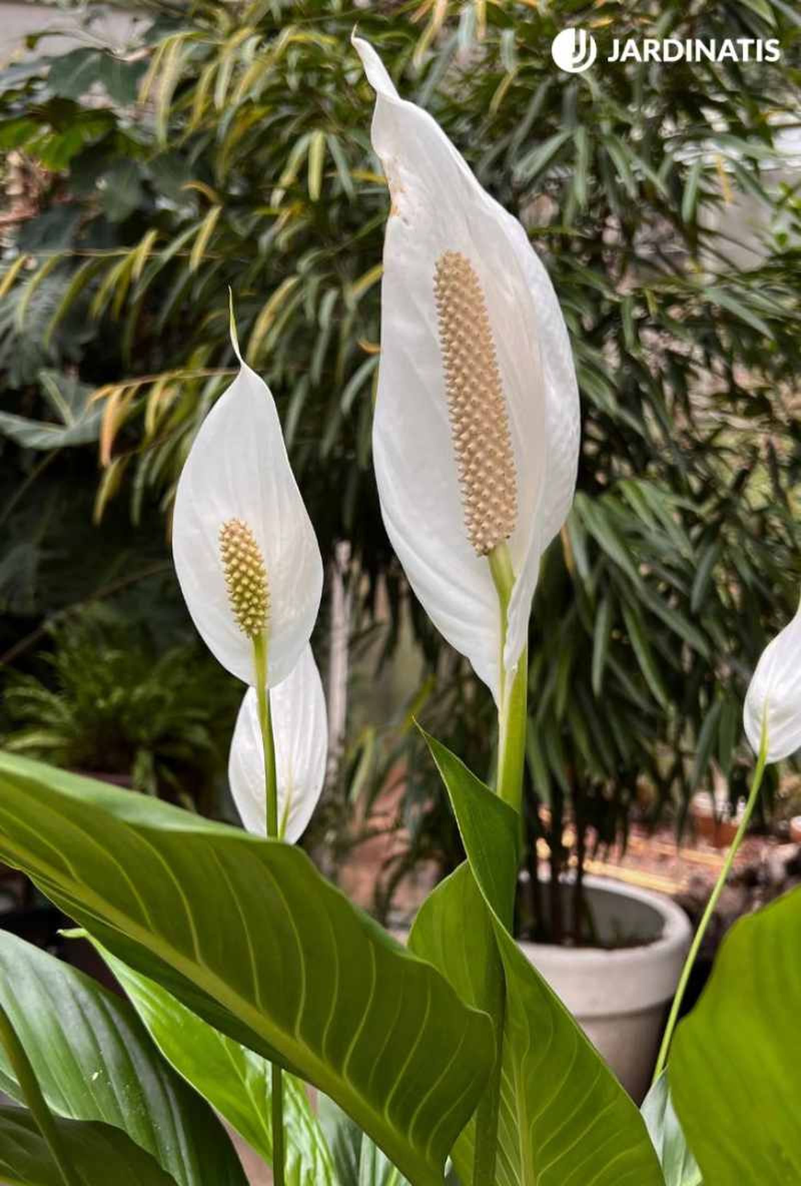 Espata de la cuna de Moisés