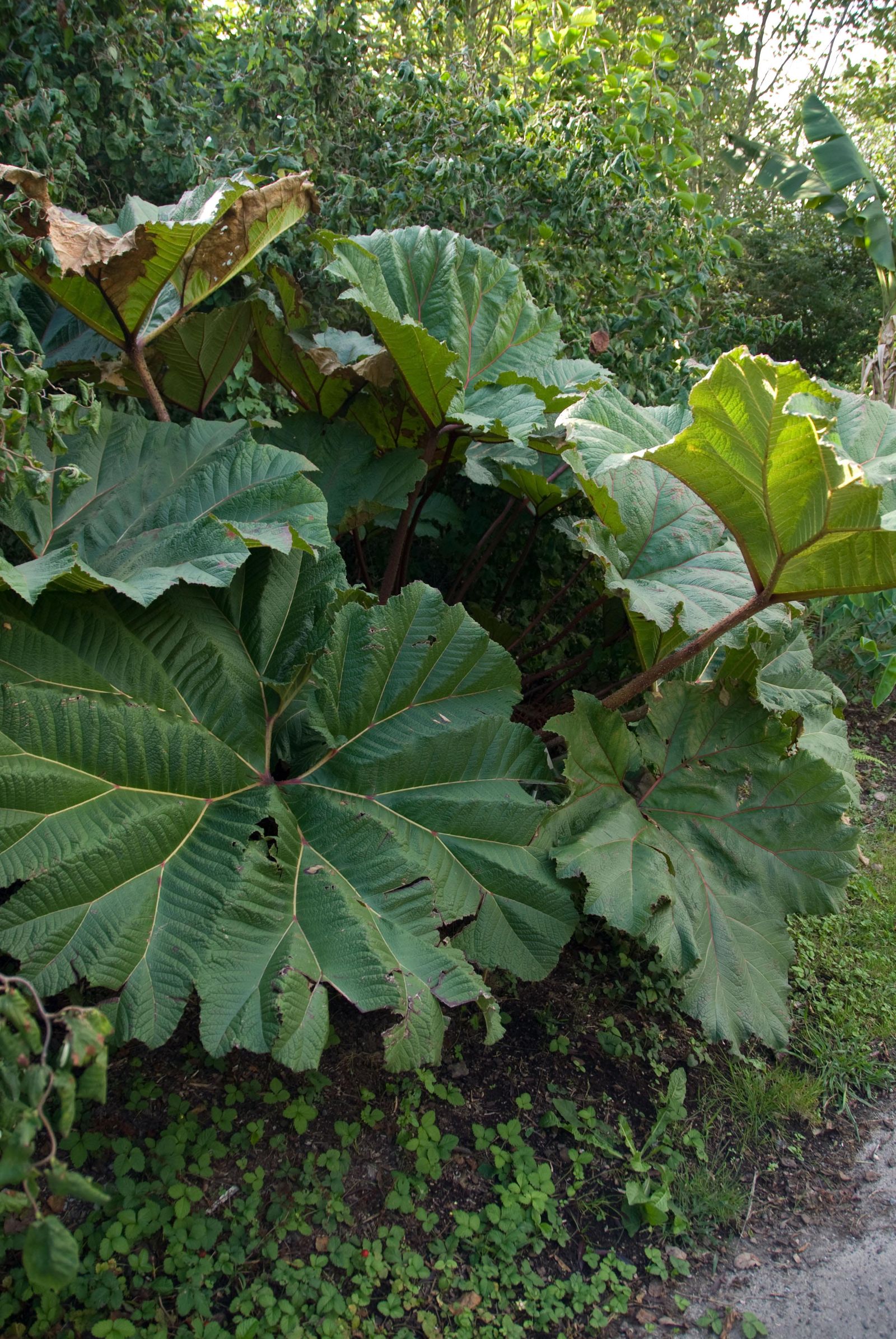 deco 269 plantas hojas grandes gunnera 3