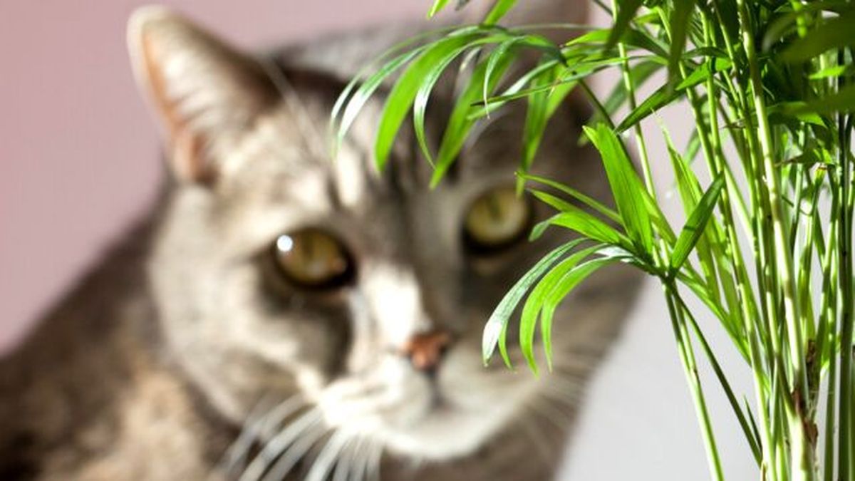 Chamaedorea elegans planta no toxica para gatos