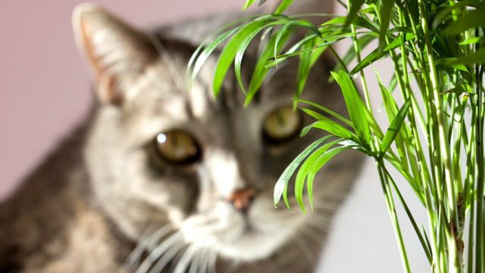 Chamaedorea elegans planta no toxica para gatos