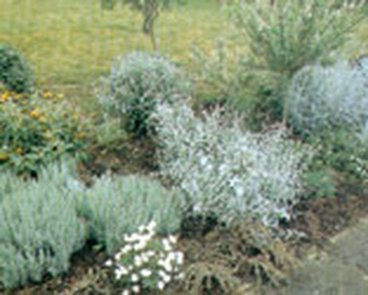 parterre arbustos follaje gris 8