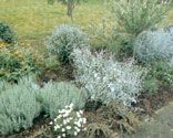 parterre arbustos follaje gris 8